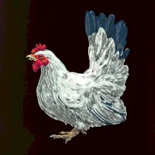 Slepice kreslená bílá