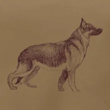 Německý ovčák -  kreslený skica