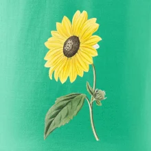 Slunečnice otočená