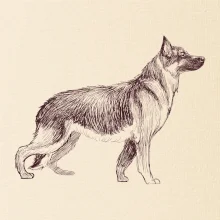 Německý ovčák -  kreslený skica