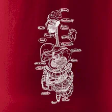 Skica lidských orgánů