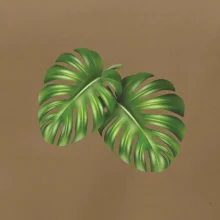 Monstera - dva listy