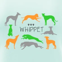 Whippet barevný