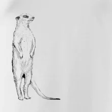 Surikata černá kresba