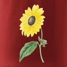 Slunečnice otočená