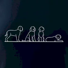 Lagotto romagnolo postavy linka