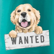 Zlatý retriever - štěně wanted