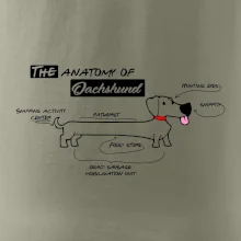 Jezevčík - Anatomie