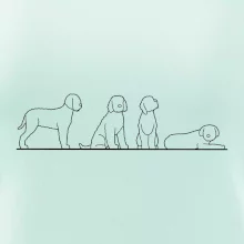 Lagotto romagnolo postavy linka