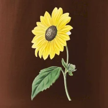 Slunečnice otočená