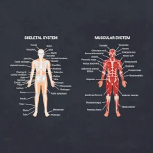 Skelet and Moscular system