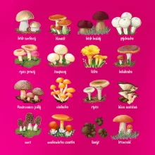 Atlas hub - triko s houbami