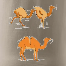 Pravda o velbloudech