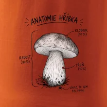 Anatomie hříbka
