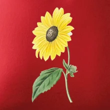 Slunečnice otočená