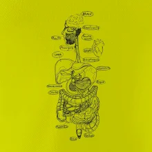 Skica lidských orgánů