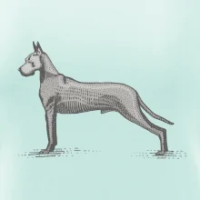 Vintage Great dane