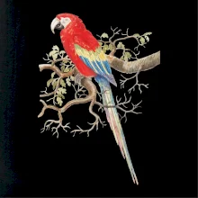 Papoušek na listnatém stromě