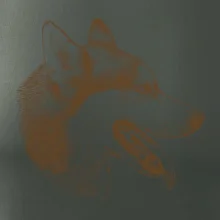 Husky - hlava z boku