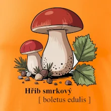 Hřib smrkový - Boletus edulis kreslený