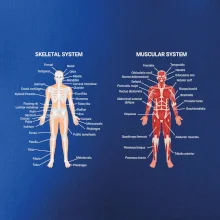 Skelet and Moscular system Skelet and Moscular system