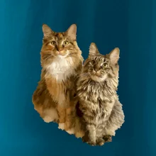 Kočky vectorizované  (Moňas)