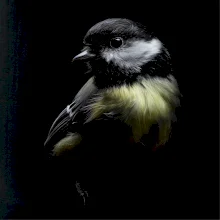 Sýkora koňadra černá fotka