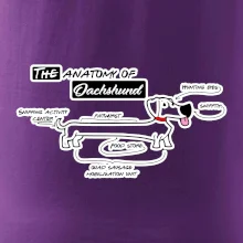 Jezevčík - Anatomie