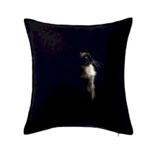 Ragdoll z boku černá fotka