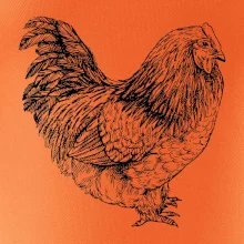 Slepice černobílá