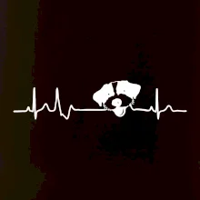 Jack Russell Terriér hrubosrstý Ekg