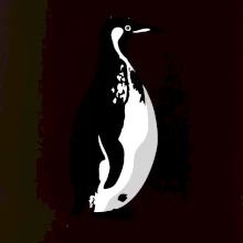 Tučňák černobílý z boku