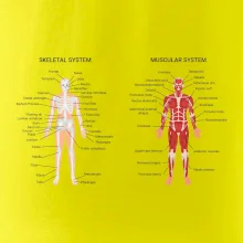 Skelet and Moscular system