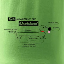 Jezevčík - Anatomie