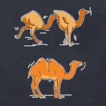 Pravda o velbloudech