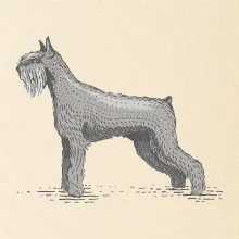 Vintage Schnauzer