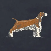 Vintage Springer spaniel