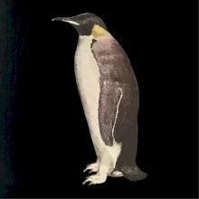 Tučňák kreslený vodovými barvami