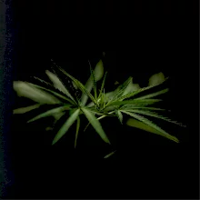 Ganja listy - makro Ganja listy - makro