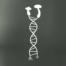 DNA houby