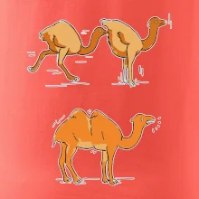 Pravda o velbloudech