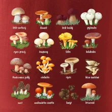 Atlas hub - triko s houbami