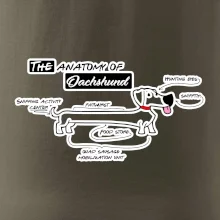 Jezevčík - Anatomie