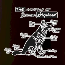 Německý ovčák - Anatomie
