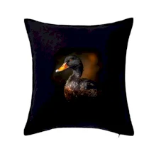 Kachna z boku černá fotka