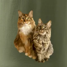 Kočky vectorizované  (Moňas)