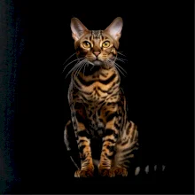 Bengálská kočka černá fotka