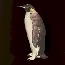 Tučňák kreslený vodovými barvami