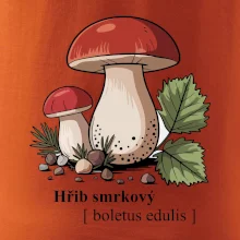 Hřib smrkový - Boletus edulis kreslený