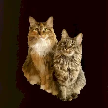 Kočky vectorizované  (Moňas)